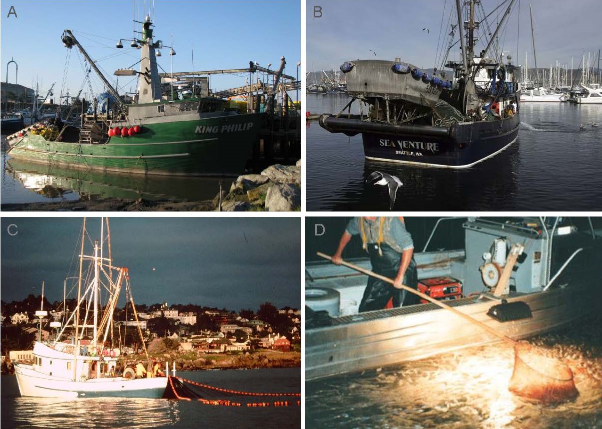 california squid fishing brail net CA Marine Species Portal